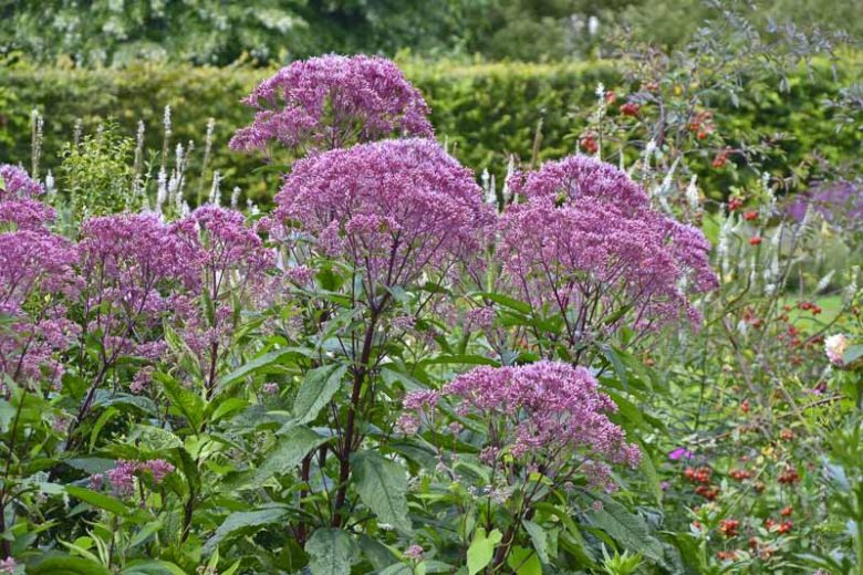 Eutrochium dubium, Coastal Plain Joe Pye Weed,  Eastern Joe-Pye Weed, Joepye Thoroughwort, Eupatoriadelphus dubius, Eupatorium dubium
