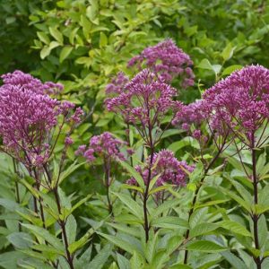 Eutrochium dubium 'Baby Joe' , Coastal Plain Joe Pye Weed 'Baby Joe' ,  Eastern Joe-Pye Weed 'Baby Joe' , Joepye Thoroughwort 'Baby Joe' , Eupatoriadelphus dubius 'Baby Joe' , Eupatorium dubium 'Baby Joe'