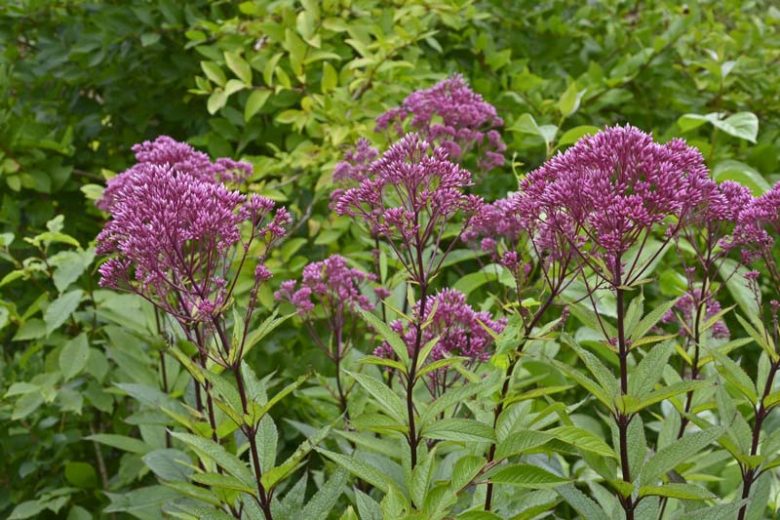 Eutrochium dubium 'Baby Joe' , Coastal Plain Joe Pye Weed 'Baby Joe' ,  Eastern Joe-Pye Weed 'Baby Joe' , Joepye Thoroughwort 'Baby Joe' , Eupatoriadelphus dubius 'Baby Joe' , Eupatorium dubium 'Baby Joe'