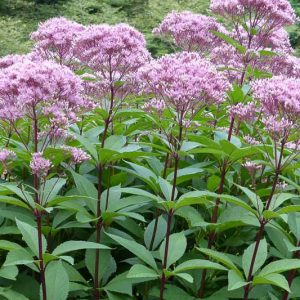 Eutrochium fistulosum, Joe-Pye Weed, Trumpetweed, Queen Of The Meadow, Hollow Joe-Pye Weed, Eupatoriadelphus fistulosus, Eupatorium fistulosum