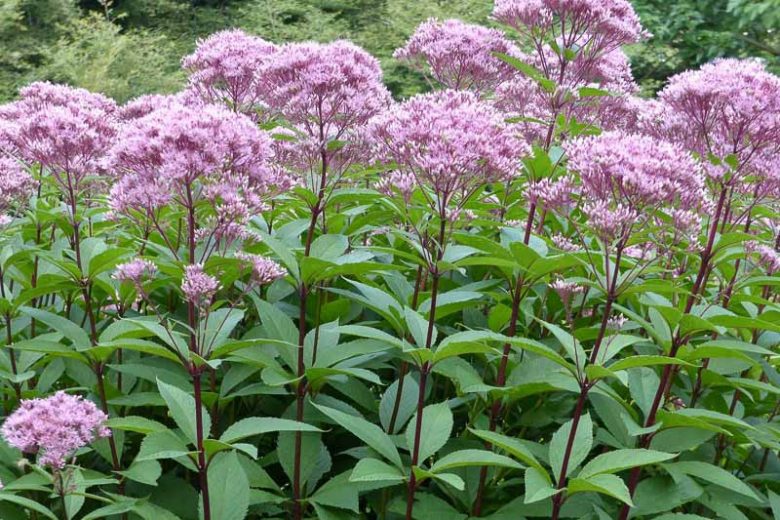Eutrochium fistulosum, Joe-Pye Weed, Trumpetweed, Queen Of The Meadow, Hollow Joe-Pye Weed, Eupatoriadelphus fistulosus, Eupatorium fistulosum