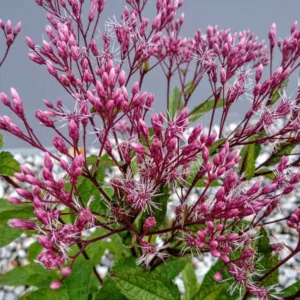 Eutrochium purpureum, Sweet-Scented Joe Pye Weed, Purple Joepyeweed, Sweet-scented Joepyeweed, Sweet Joepyeweed,  Eupatorium purpureum