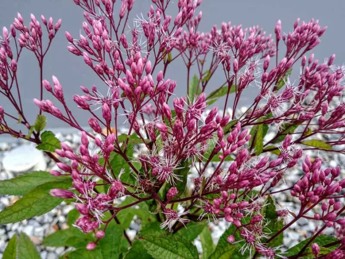 Eutrochium purpureum, Sweet-Scented Joe Pye Weed, Purple Joepyeweed, Sweet-scented Joepyeweed, Sweet Joepyeweed,  Eupatorium purpureum
