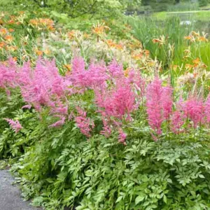 Early Season Astilbes, Midseason Astilbes, Late Season Astilbes, Astilbe Bloom Times, Early Season False Spirea, Midseason False Spirea, Late Season False Spirea, False Spirea Bloom Times