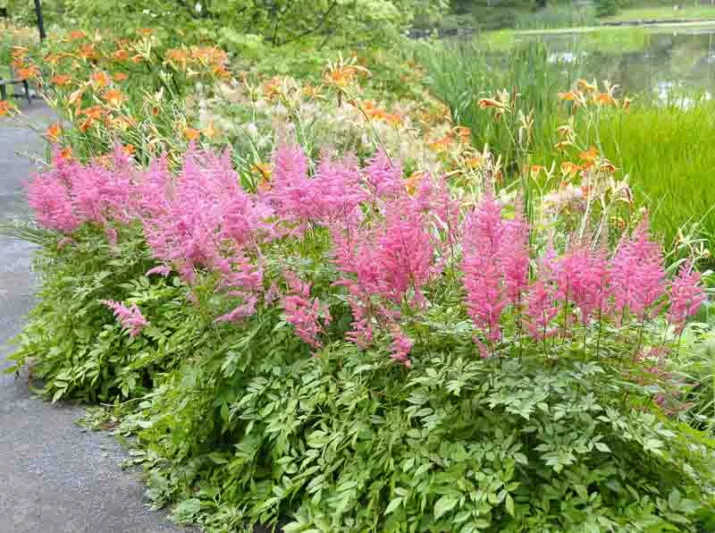 Early Season Astilbes, Midseason Astilbes, Late Season Astilbes, Astilbe Bloom Times, Early Season False Spirea, Midseason False Spirea, Late Season False Spirea, False Spirea Bloom Times