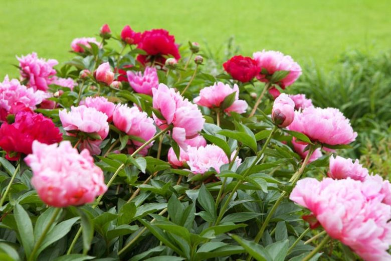 Bloom Peonies season, Early Peonies, Midseason Peonies, Late Peonies, Peonies Bloom Times