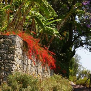 Garden ideas, Raised Beds Ideas, Firecracker Plant, Coral Plant, Fountain Plant, Russelia Equisetiformis