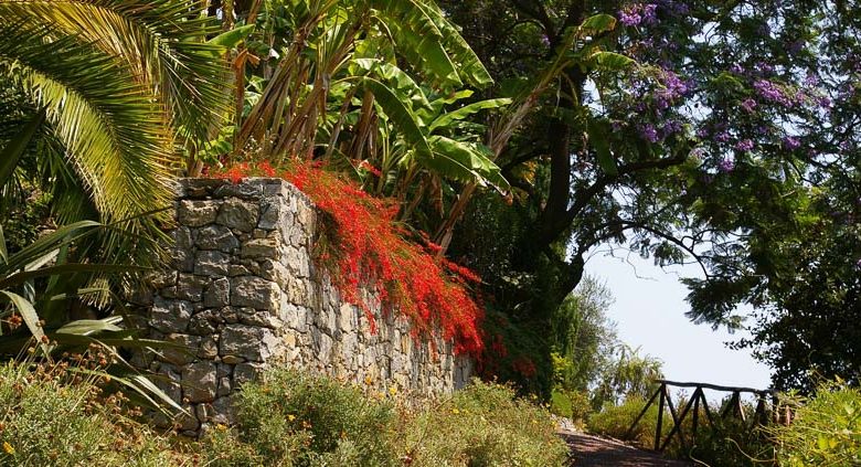 Garden ideas, Raised Beds Ideas, Firecracker Plant, Coral Plant, Fountain Plant, Russelia Equisetiformis
