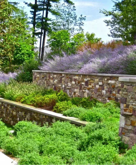 Garden Ideas, Landscaping ideas, Retaining walls, Russian sage, Perovskia Atriplicifolia, Purple plants, Catmint Walker's Low, Nepeta Racemosa Walker's Low, drought tolerant plants, Pennisetum Alopecuroides