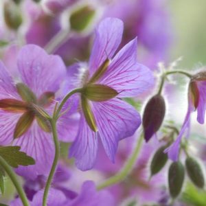 Pacific Northwest gardening, Pacific Northwest garden, Best Hardy Geraniums, Pacific Northwest  Hardy Geraniums, Great Hardy Geraniums, Hardy Geraniums for Pacific Northwest , Cranesbill for Pacific Northwest,  Best cranesbills