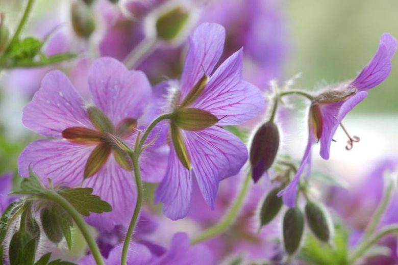Pacific Northwest gardening, Pacific Northwest garden, Best Hardy Geraniums, Pacific Northwest  Hardy Geraniums, Great Hardy Geraniums, Hardy Geraniums for Pacific Northwest , Cranesbill for Pacific Northwest,  Best cranesbills