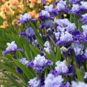Reblooming Bearded Irises, Tall Reblooming Bearded Irises, Reblooming Intermediate Bearded Irises, Reblooming Miniature Tall Bearded Irises, Reblooming Border Bearded Irises, Reblooming Miniature Dwarf Bearded Irises, Reblooming Standard Dwarf Bearded Irises