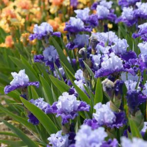 Reblooming Bearded Irises, Tall Reblooming Bearded Irises, Reblooming Intermediate Bearded Irises, Reblooming Miniature Tall Bearded Irises, Reblooming Border Bearded Irises, Reblooming Miniature Dwarf Bearded Irises, Reblooming Standard Dwarf Bearded Irises