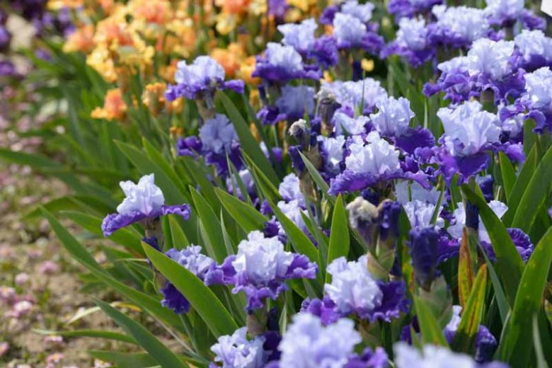 Reblooming Bearded Irises, Tall Reblooming Bearded Irises, Reblooming Intermediate Bearded Irises, Reblooming Miniature Tall Bearded Irises, Reblooming Border Bearded Irises, Reblooming Miniature Dwarf Bearded Irises, Reblooming Standard Dwarf Bearded Irises