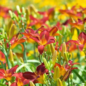 Reblooming Daylilies, Everblooming Daylilies, Reblooming Daylily, Everblooming Daylily, Early Season Daylilies, Midseason Daylilies, Late Season Daylilies