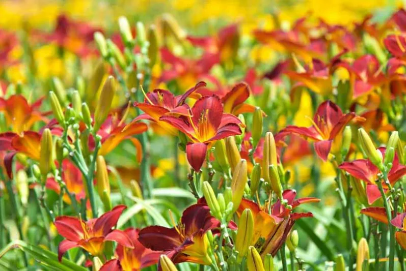 Reblooming Daylilies, Everblooming Daylilies, Reblooming Daylily, Everblooming Daylily, Early Season Daylilies, Midseason Daylilies, Late Season Daylilies