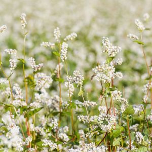 Fagopyrum esculentum, Buckwheat, Cover Crop, Cover Crops