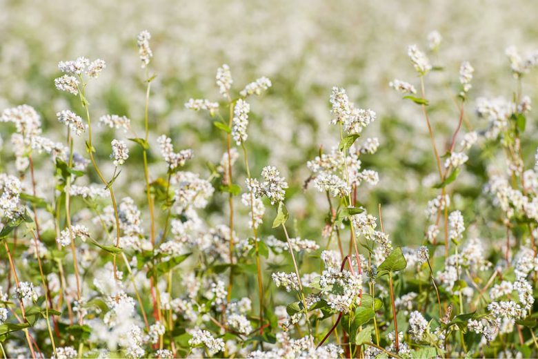 Fagopyrum esculentum, Buckwheat, Cover Crop, Cover Crops