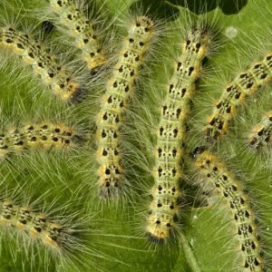Fall Webworm,  Fall Webworms, Identify Fall Webworms, Prevent Fall Webworms, Treat Fall Webworms