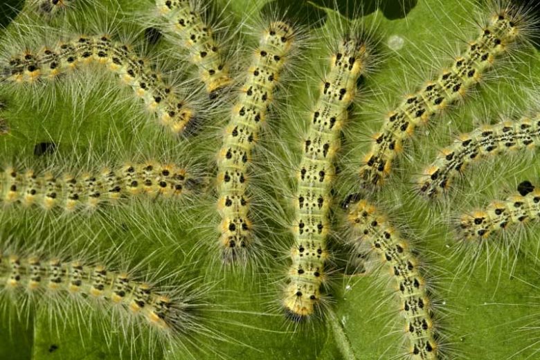 Fall Webworm,  Fall Webworms, Identify Fall Webworms, Prevent Fall Webworms, Treat Fall Webworms