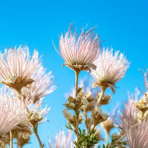 Fallugia paradoxa, Apache Plume, Ponil, Drought tolerant Shrub