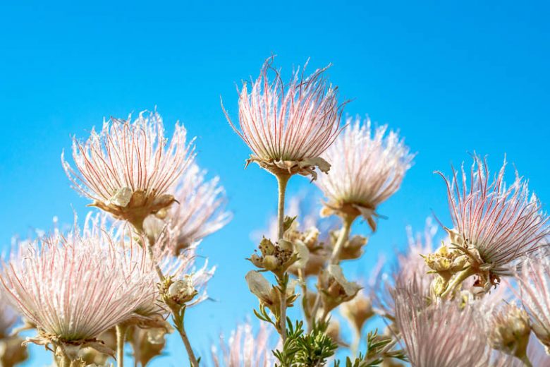 Fallugia paradoxa, Apache Plume, Ponil, Drought tolerant Shrub