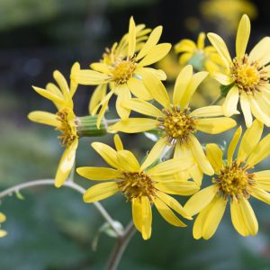 Farfugium japonicum, Leopard Plant, Ligularia tussilaginea, Perennials, Yellow Flowers