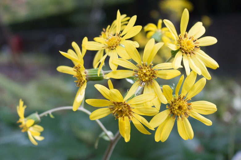 Farfugium japonicum, Leopard Plant, Ligularia tussilaginea, Perennials, Yellow Flowers