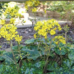 Farfugium japonicum 'Aureomaculatum', Gold-spotted Japanese Farfugium, Farfugium tussilagineum 'Aureomaculatum', Ligularia tussilaginea 'Aureo-maculata', Ligularia 'Leopard', Ligularia 'Spotted Leopard', Perennials, Yellow Flowers