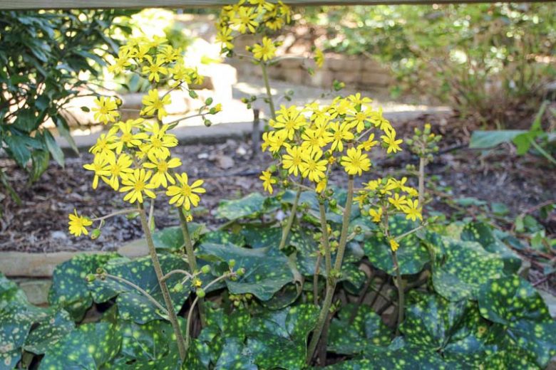 Farfugium japonicum 'Aureomaculatum', Gold-spotted Japanese Farfugium, Farfugium tussilagineum 'Aureomaculatum', Ligularia tussilaginea 'Aureo-maculata', Ligularia 'Leopard', Ligularia 'Spotted Leopard', Perennials, Yellow Flowers