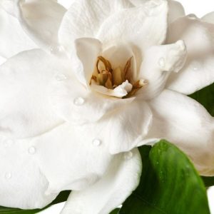 Popular Gardenias, Popular  Gardenia Varieties, Medium Gardenias, Hardy Gardenias, Common Gardenia, Cape Jasmine, Cape Jessamine