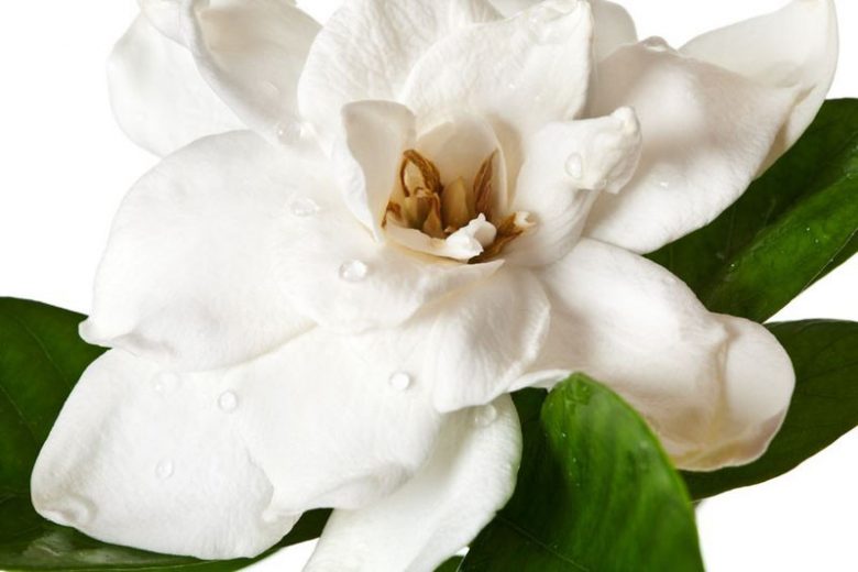 Popular Gardenias, Popular  Gardenia Varieties, Medium Gardenias, Hardy Gardenias, Common Gardenia, Cape Jasmine, Cape Jessamine