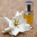 Popular Gardenias, Popular  Gardenia Varieties, Dwarf Gardenias, Hardy Gardenias, Common Gardenia, Cape Jasmine, Cape Jessamine