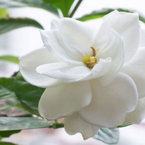 Popular Gardenias, Popular  Gardenia Varieties, Dwarf Gardenias, Medium Gardenias, Large Gardenias, Hardy Gardenias, Common Gardenia, Cape Jasmine, Cape Jessamine