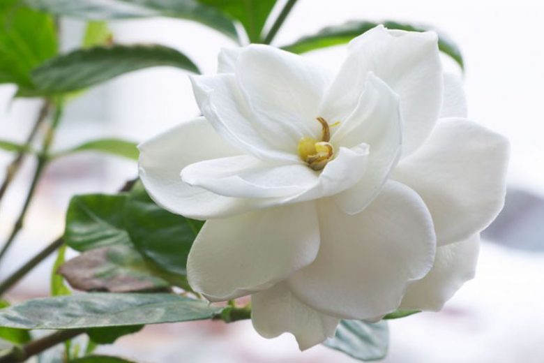 Popular Gardenias, Popular  Gardenia Varieties, Dwarf Gardenias, Medium Gardenias, Large Gardenias, Hardy Gardenias, Common Gardenia, Cape Jasmine, Cape Jessamine