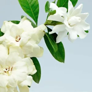 Popular Gardenias, Popular  Gardenia Varieties, Large Gardenias, Hardy Gardenias, Common Gardenia, Cape Jasmine, Cape Jessamine