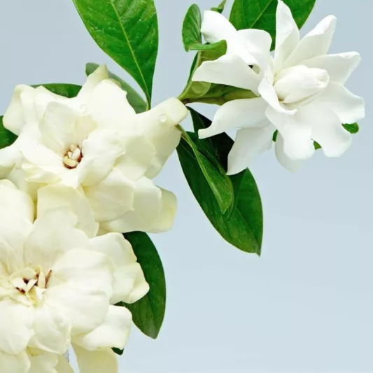 Popular Gardenias, Popular  Gardenia Varieties, Large Gardenias, Hardy Gardenias, Common Gardenia, Cape Jasmine, Cape Jessamine