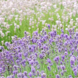 Lavender Flowers, Lavender Flower, Blue Lavender, Pink Lavender, White Lavender, Purple Lavender, English Lavender, Spanish lavender, French Lavender, Common lavender, True Lavender, lavandula angustifolia, lavandula stoechas, lavandula x intermedia