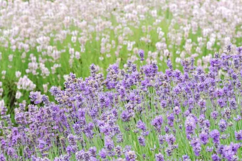Lavender Flowers, Lavender Flower, Blue Lavender, Pink Lavender, White Lavender, Purple Lavender, English Lavender, Spanish lavender, French Lavender, Common lavender, True Lavender, lavandula angustifolia, lavandula stoechas, lavandula x intermedia