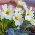 February Birth Flower, Birth Flowers, Birth Month Flowers, Birth Flower, Month Birth Flower, May Birth Flower, June Birth Flower, July Birth Flower