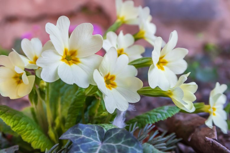 February Birth Flower, Birth Flowers, Birth Month Flowers, Birth Flower, Month Birth Flower, May Birth Flower, June Birth Flower, July Birth Flower