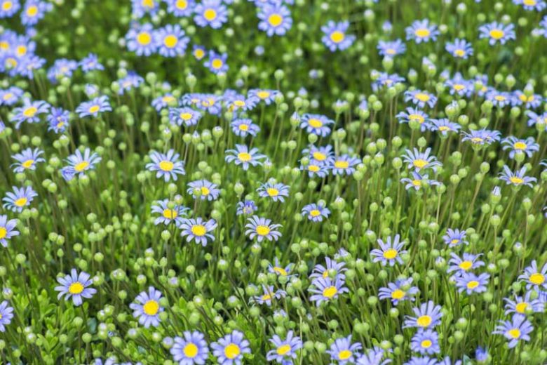 Felicia amelloides, Kingfisher Daisy, Blue Daisy, Blue Marguerite, Cape Aster, Flower of Happiness, Happy Flower, Aster amelloides, Aster coelestis, Felicia capensis, Felicia coelestis, Drought Tolerant plant, Blue Flowers
