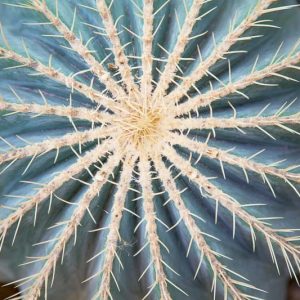 Ferocactus glaucescens, Blue Barrel Cactus, Glaucous Barrel Cactus, Bisnaga glaucescens, Echinocactus glaucescens, Echinocactus pfeifferi, Ferocactus pfeifferi