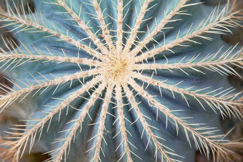 Ferocactus glaucescens, Blue Barrel Cactus, Glaucous Barrel Cactus, Bisnaga glaucescens, Echinocactus glaucescens, Echinocactus pfeifferi, Ferocactus pfeifferi
