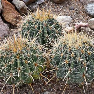 Ferocactus wislizenii, Candy Barrel, Candy Barrel Cactus, Fishhook Barrel Cactus, Southwestern Barrel Cactus, Echinocactus wislizeni