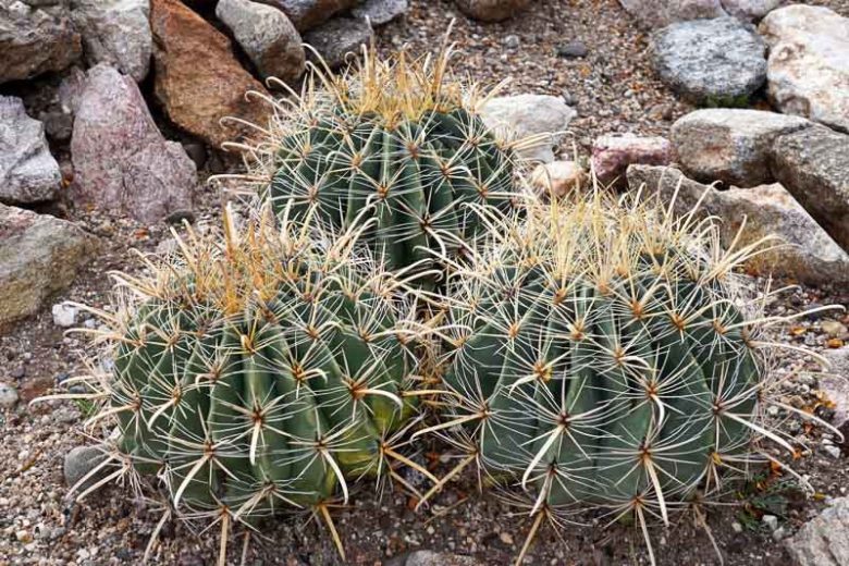 Ferocactus wislizenii, Candy Barrel, Candy Barrel Cactus, Fishhook Barrel Cactus, Southwestern Barrel Cactus, Echinocactus wislizeni