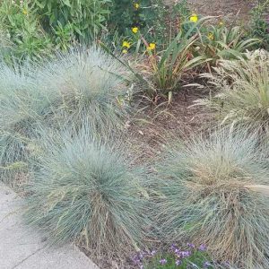 Festuca californica, California Fescue, Festuca hitchcockianus, Evergreen Grass, Meadow Grass, California Native Grasses, California Native Plants