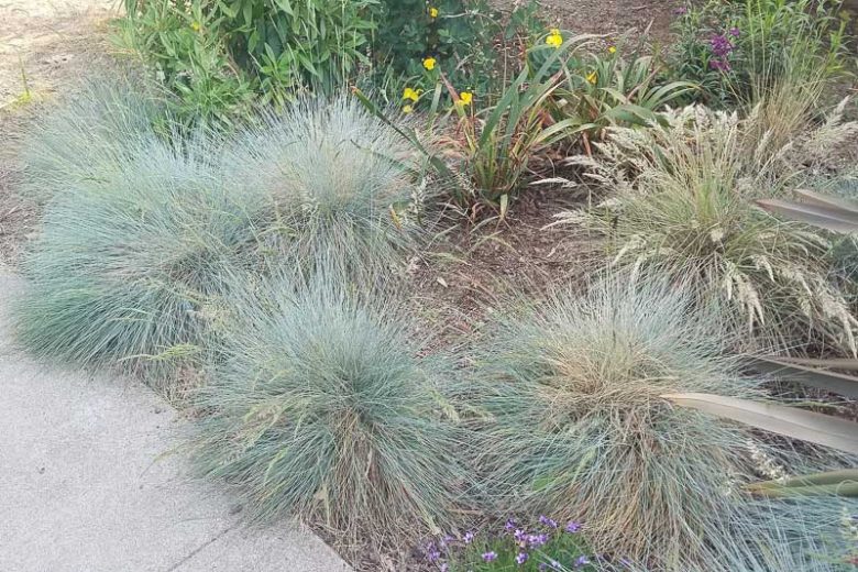 Festuca californica, California Fescue, Festuca hitchcockianus, Evergreen Grass, Meadow Grass, California Native Grasses, California Native Plants