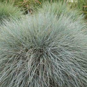 Festuca Glauca 'Beyond Blue',Blue Fescue 'Beyond Blue', Blue Fescue, drought tolerant grass, drought tolerant perennial