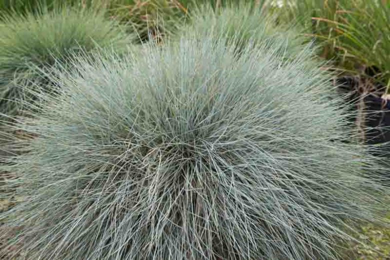 Festuca Glauca 'Beyond Blue',Blue Fescue 'Beyond Blue', Blue Fescue, drought tolerant grass, drought tolerant perennial
